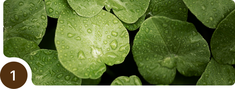 Close-up view of green leaves covered with water droplets. A brown circle with the number 1 is in the bottom left corner.