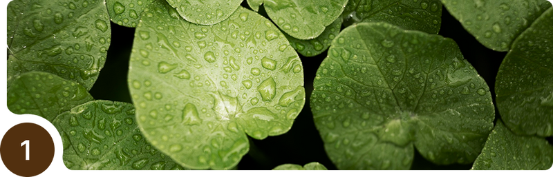 Close-up view of round green leaves covered in water droplets, showing fresh, natural texture. A brown circle with the number 1 appears in the lower left corner.
