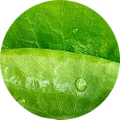 Centella Asiatica